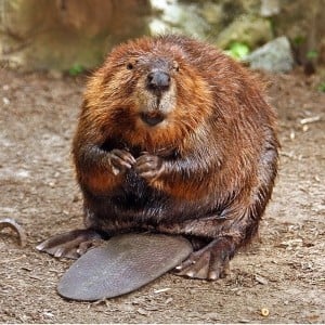 beaver.jpg