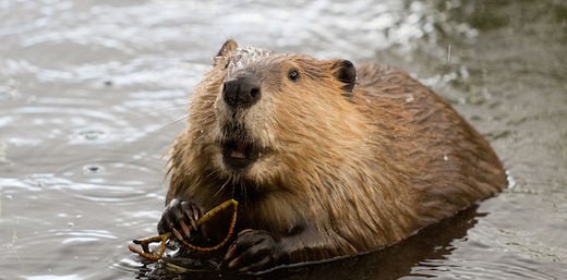 beaver.jpg