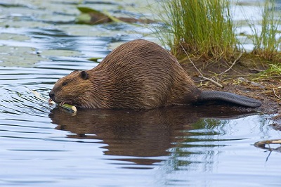 beaver.jpg