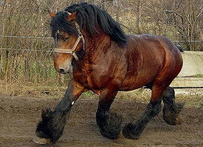 belgian mare.jpg