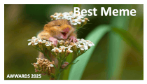 best meme resized.gif
