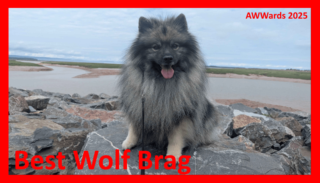 Best Wolf Brag 2025.gif