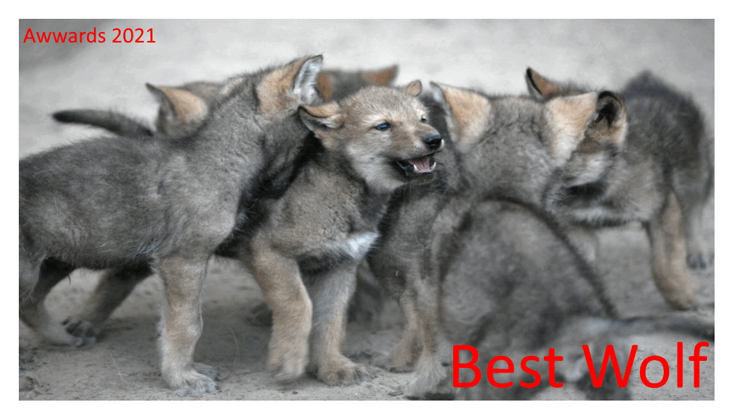 Best Wolf.gif