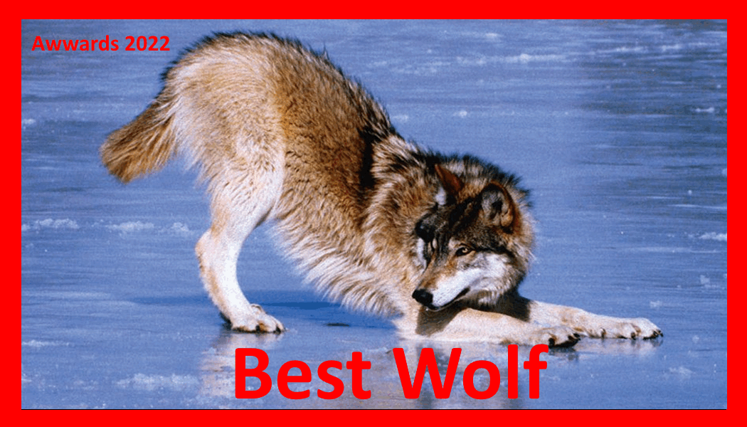 Best Wolf.gif