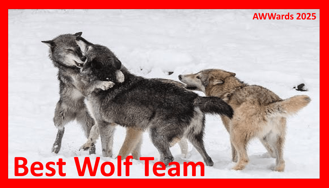 Best Wolf Team 2025.gif