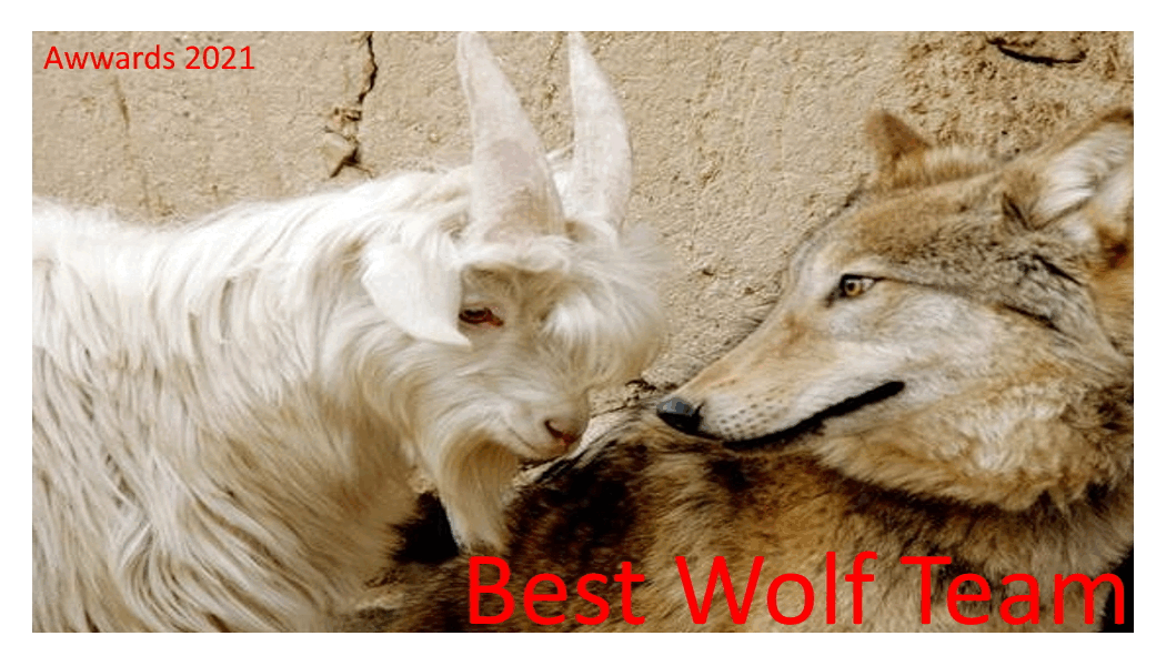 Best Wolf Team.gif