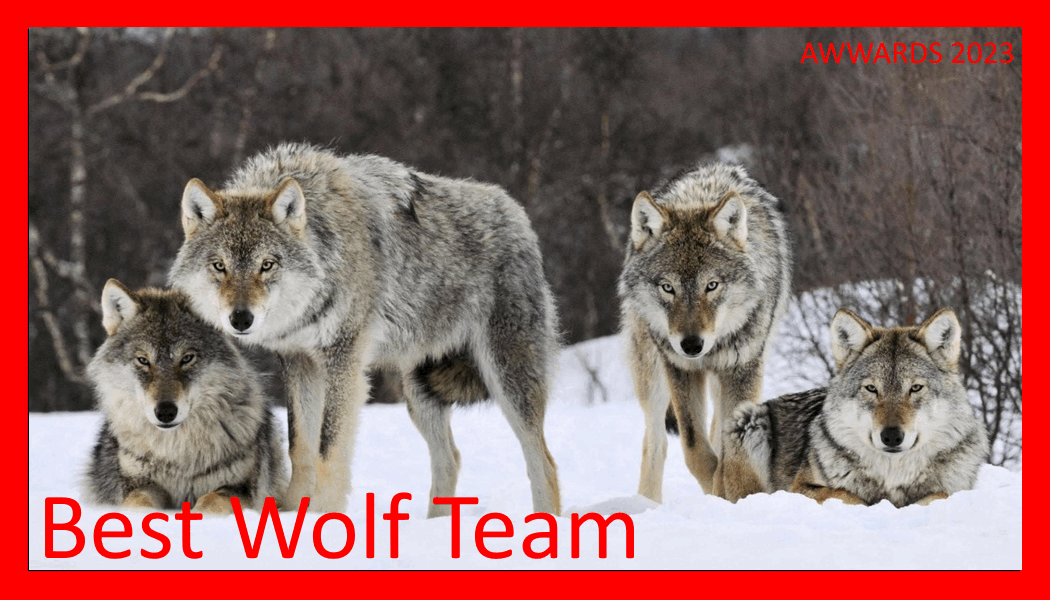 Best Wolf Team.gif