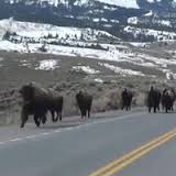 bison.jpg