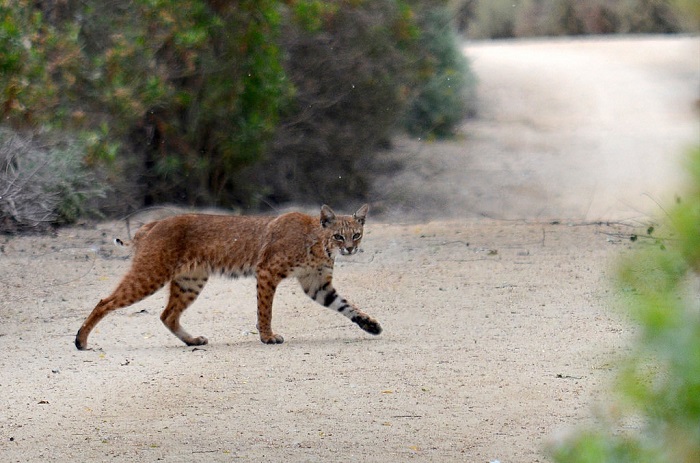 bobcat and trail.jpg