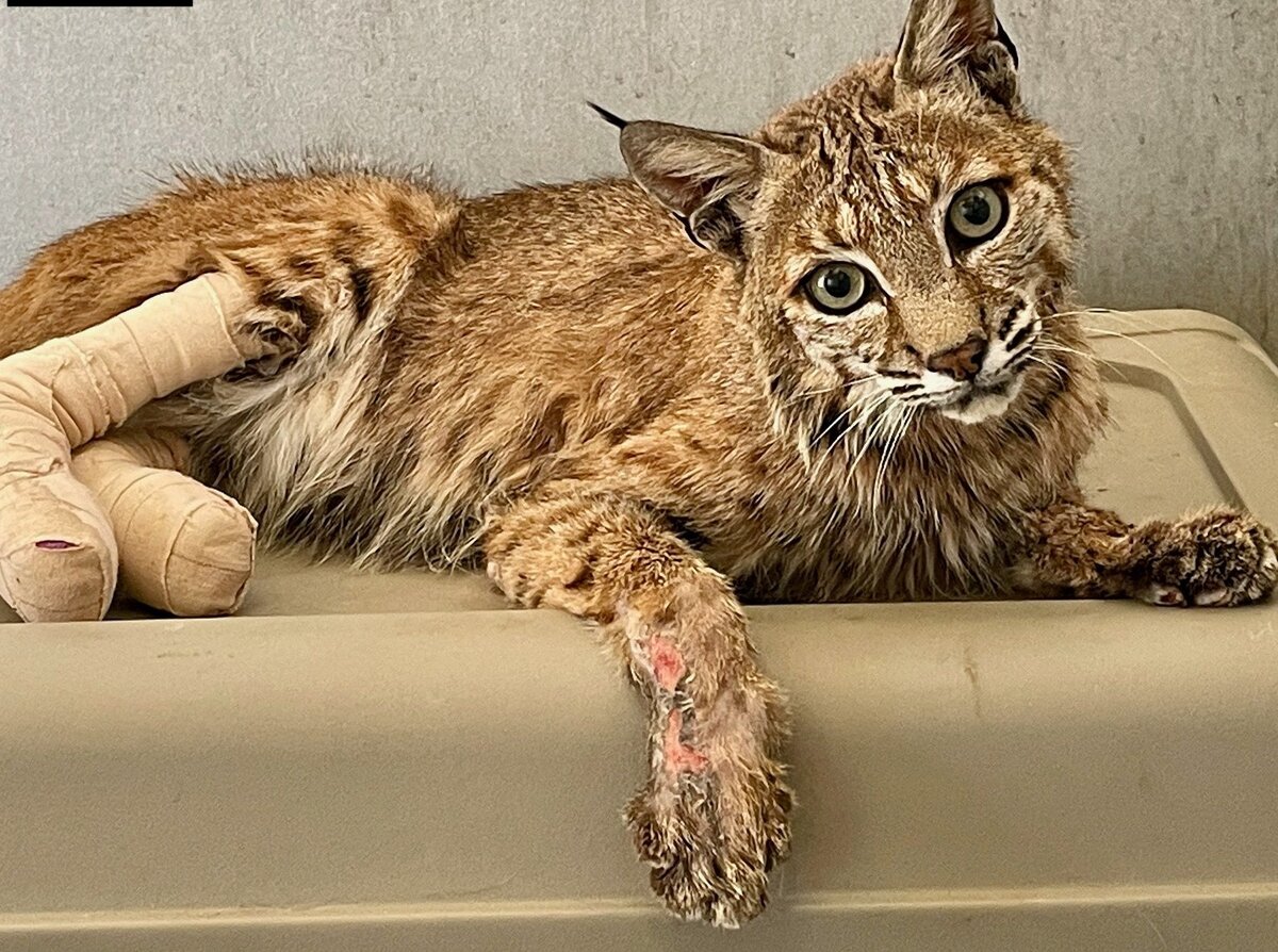 Bobcatburn.jpg