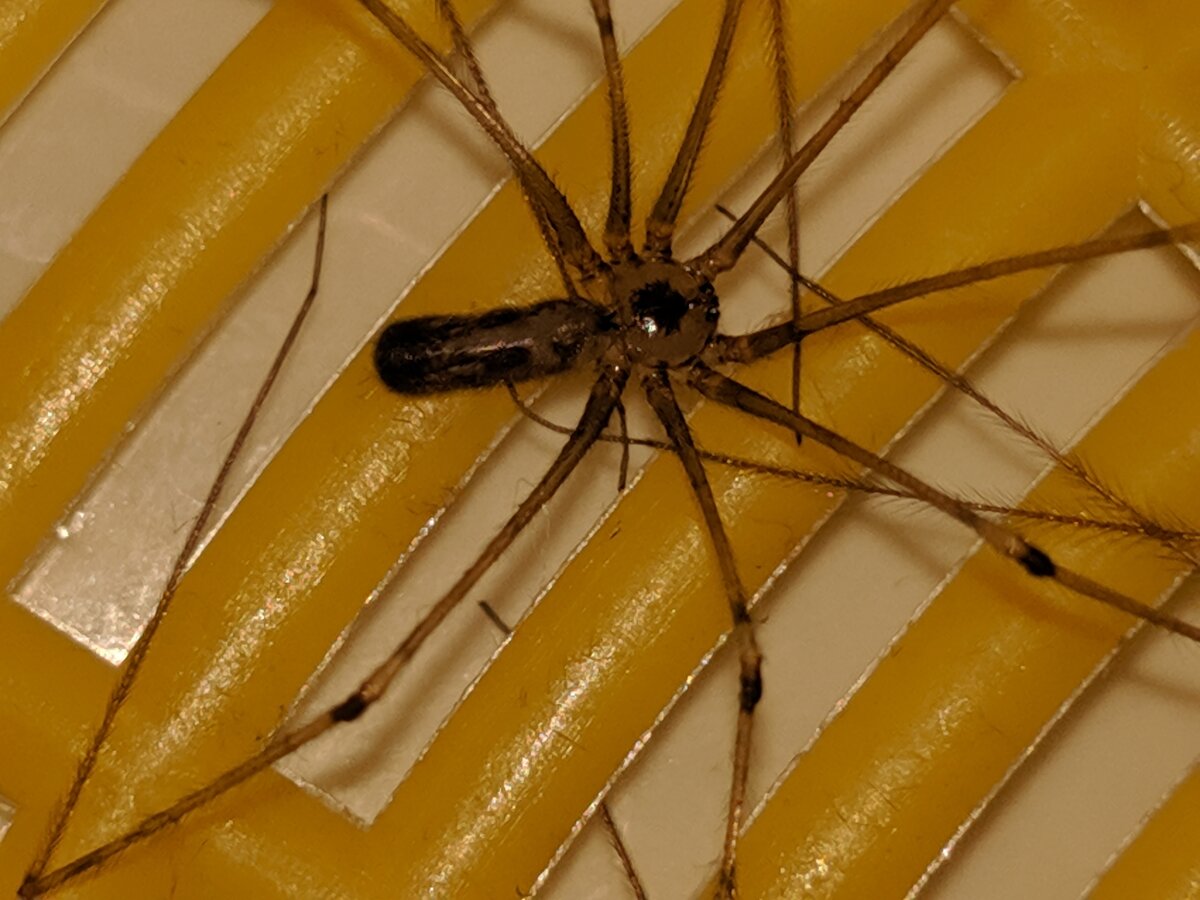 brown-recluse-female3.jpg