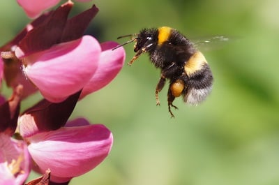 bumble bee.jpg