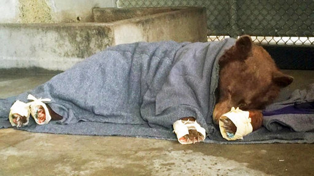 burnedbear-jpg.228431