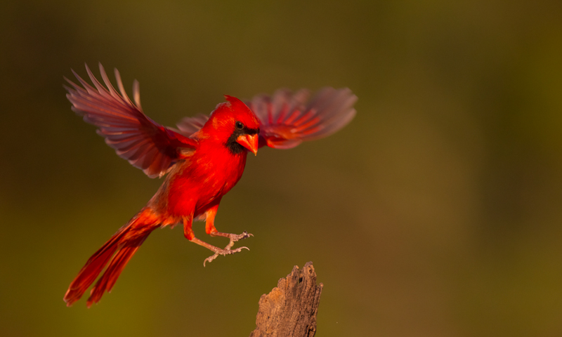 Cardinal-Bird-Flying.jpg