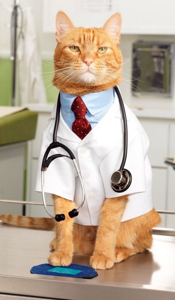 cat-doctor-crop.jpg