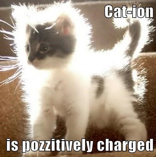 cat-ion.jpg