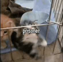 cat-kitten.gif