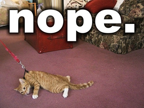 cat-meme-nope.jpg