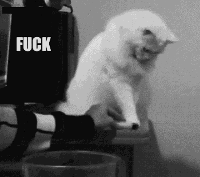 cat-****-this.gif