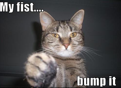 catcongrats.jpg