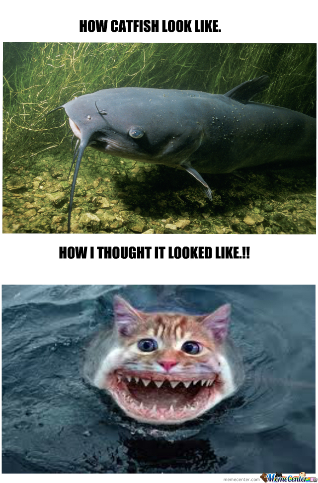 catfish_o_296559.jpg