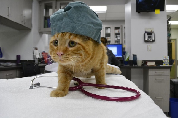 catmed.jpg