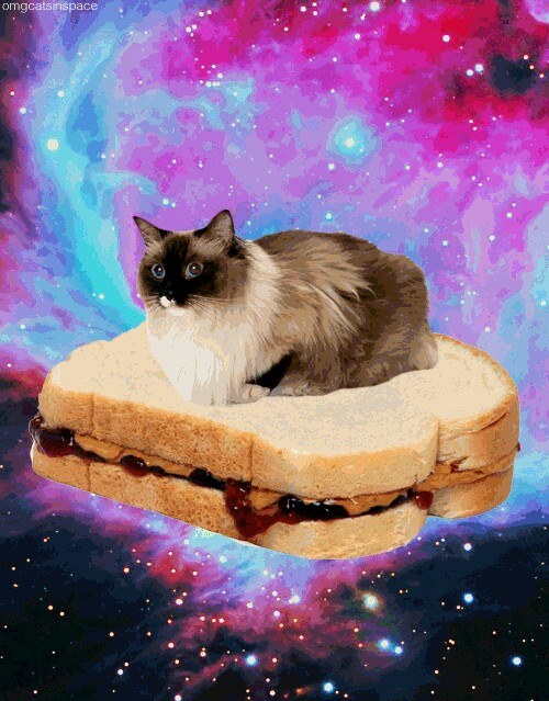catsandwich.jpg