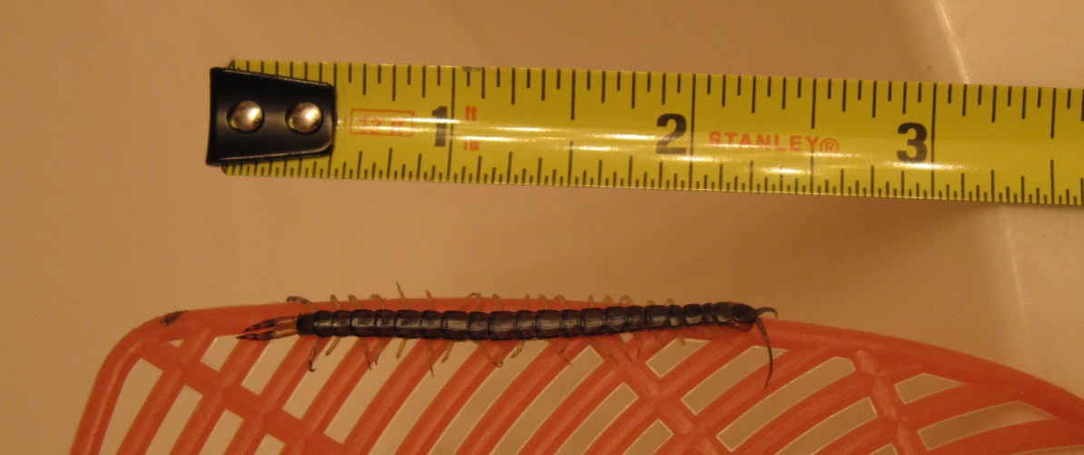 centipede.JPG