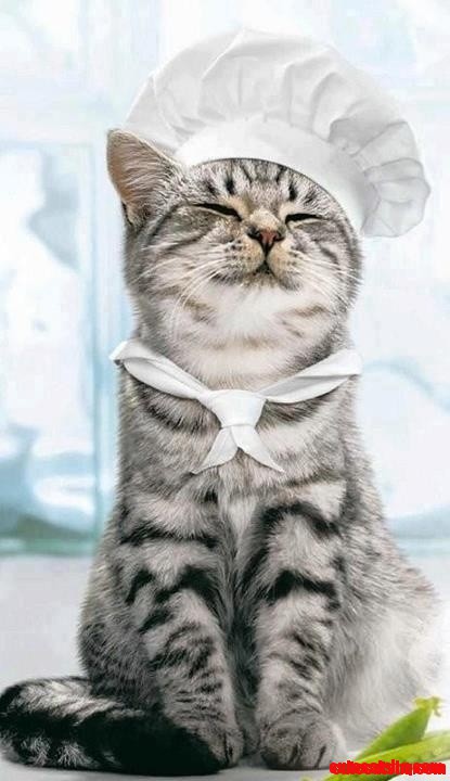 Chef-cat.jpg