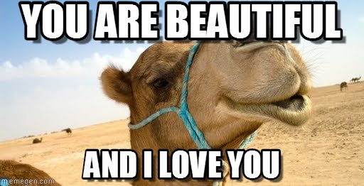 compliment_camel_meme-www.memegen.com-2.jpg