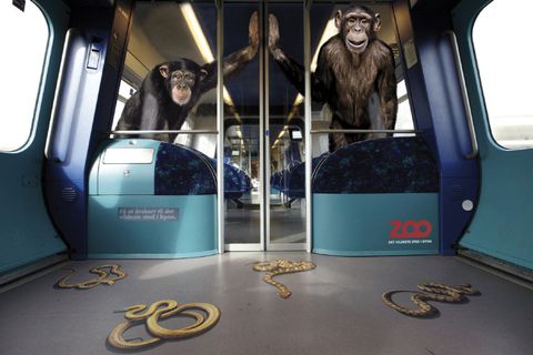 copenprimates.jpeg