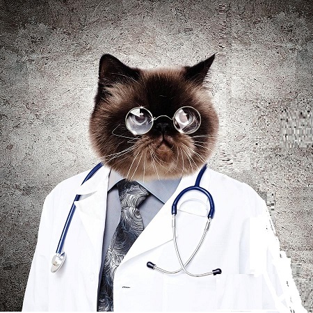 CURIOUS-INTERESTED-CAT-DOCTOR.jpg