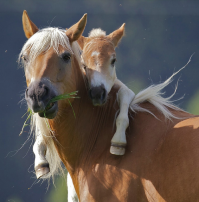 cute-baby-horse-and-mom-400x406.png