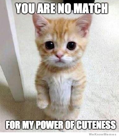 cutest-kitten-ever-meme.jpg