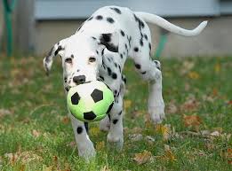 dalmatian.jpg