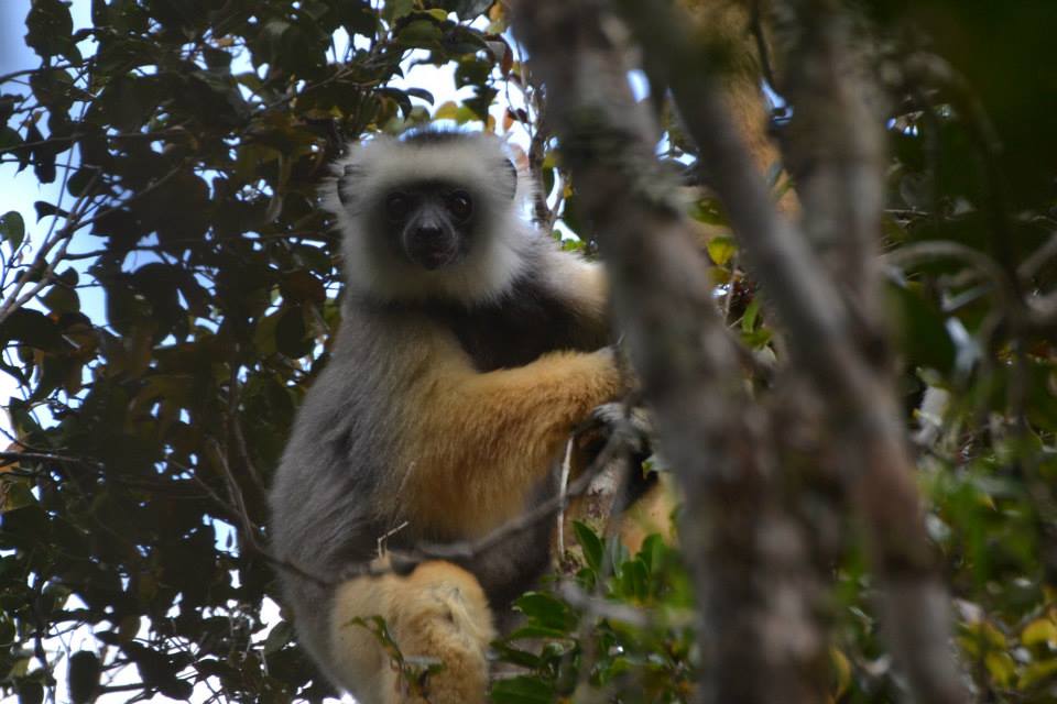 Diademed sifaka 1.jpg