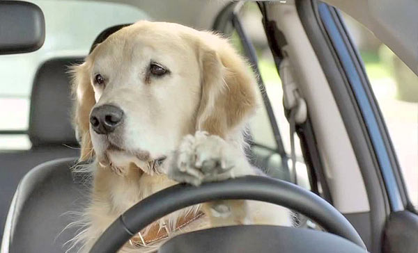 dog driver.jpg