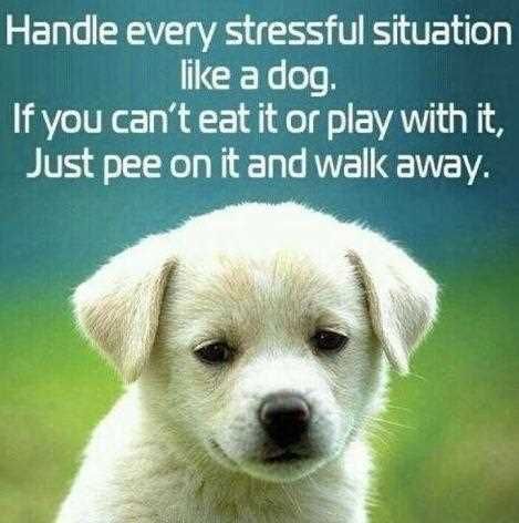 dog stress response.jpg