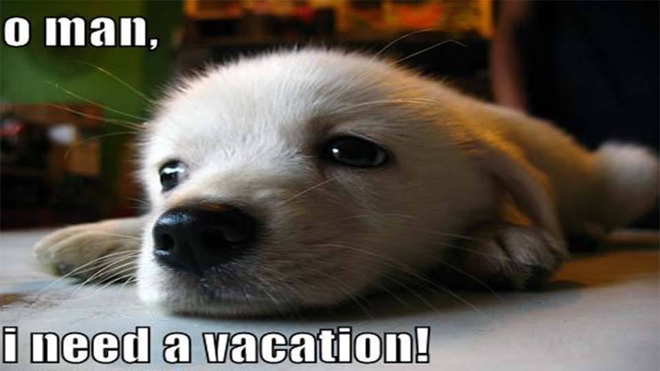 Dog-vacation.jpg