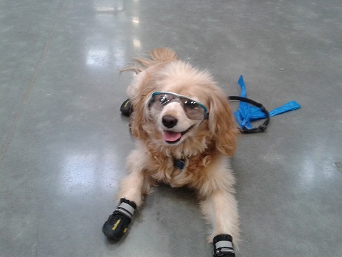 Dog2.jpg