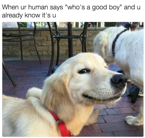 doggo.jpg