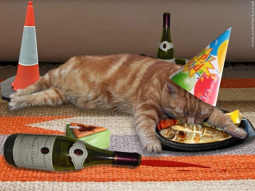 drunk cat birtday.jpg