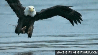 eagle.gif