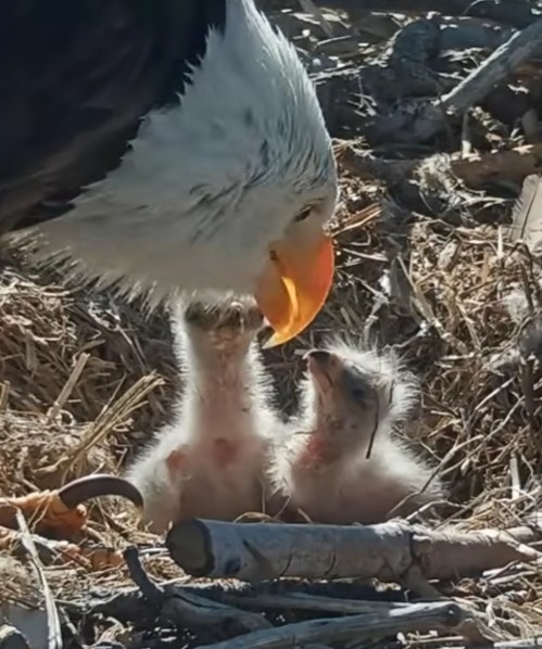 eaglets 1.jpg
