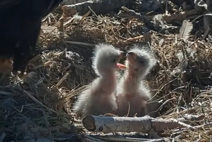 eaglets 2.jpg