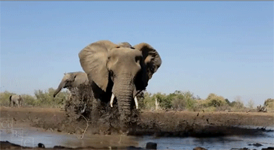 elephant2.gif
