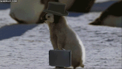 ezgif.com-resize.gif