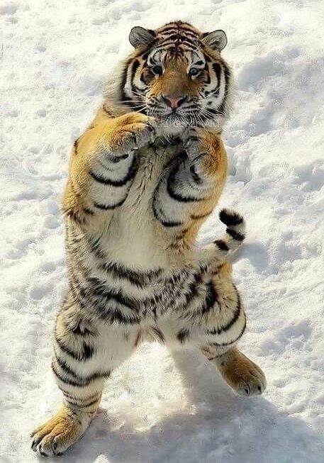 fighting tiger1.jpg