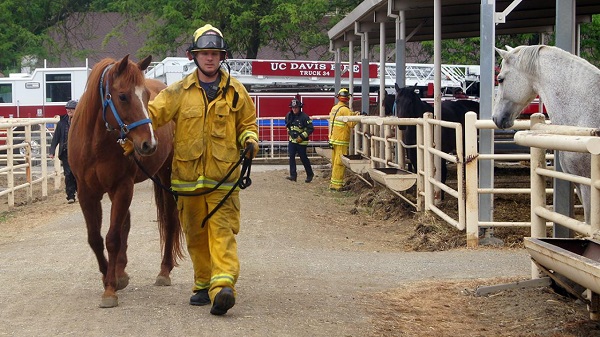 fire horse1.jpg
