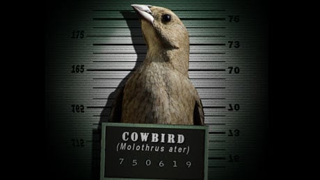 gangster-birds-vi.jpg